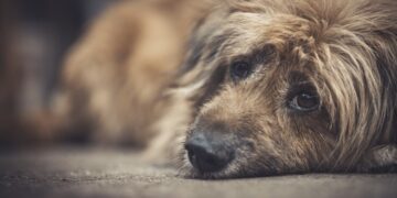 Assembleia Legislativa aprova projeto que proíbe eutanásia indiscriminada de cães e gatos no Piauí