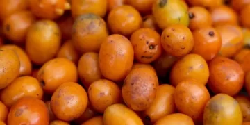 Homem passa mal e morre depois de engolir 100 caroços de seriguela