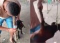 Vídeo onde homens oferecem bebida alcoólica e maltratam bode no Piauí viraliza
