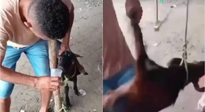 Vídeo onde homens oferecem bebida alcoólica e maltratam bode no Piauí viraliza