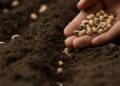 Prefeitura de Cabeceiras irá realizar nesta quinta-feira a entrega de sementes para os agricultores