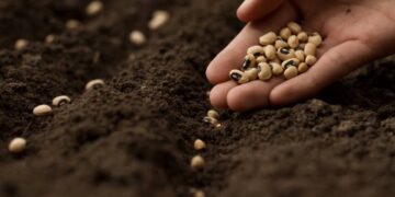 Prefeitura de Cabeceiras irá realizar nesta quinta-feira a entrega de sementes para os agricultores