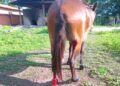 Animal é esfaqueado e tem patas cortadas em José de Freitas