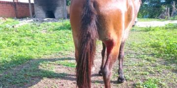Animal é esfaqueado e tem patas cortadas em José de Freitas