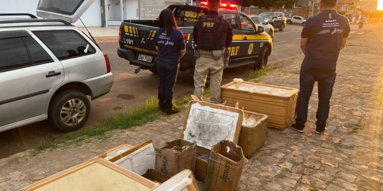 PRF apreende 300 kg de queijo e doces impróprios em Picos