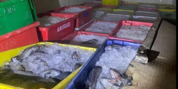 Polícia apreende 8 toneladas de peixes transportados ilegalmente no Piauí
