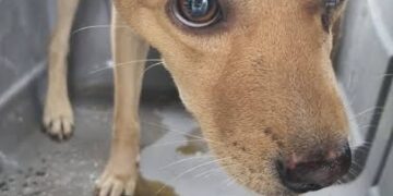 Homem é preso em flagrante após agredir cachorro com pedaço de madeira em Piripiri