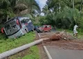 Palmeira cai sobre carro e causa acidente com ônibus na PI-214, em Esperantina