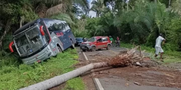 Palmeira cai sobre carro e causa acidente com ônibus na PI-214, em Esperantina