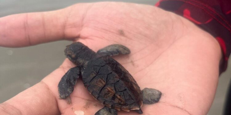 Filhote de tartaruga marinha é resgatado na praia de Atalaia no Piauí