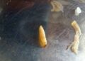 Estudantes encontram larvas em refeição no restaurante universitário da UFMA
