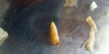 Estudantes encontram larvas em refeição no restaurante universitário da UFMA