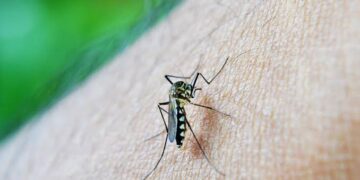 Criança de 12 anos é primeira morte por dengue no Piauí em 2025