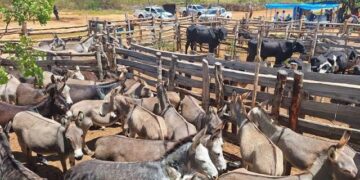 Polícia resgata 72 jumentos vítimas de maus-tratos no interior do Piauí