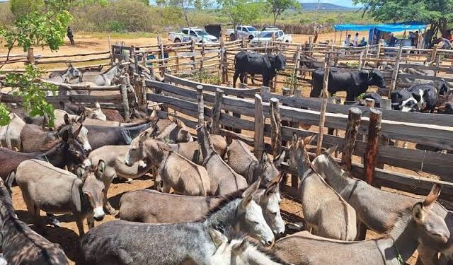 Polícia resgata 72 jumentos vítimas de maus-tratos no interior do Piauí