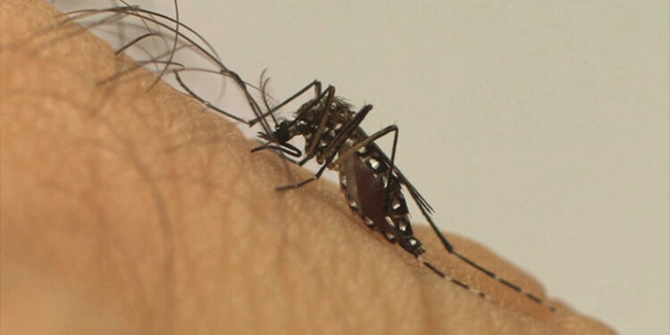 Três pessoas morrem com suspeita de dengue na cidade de Barras