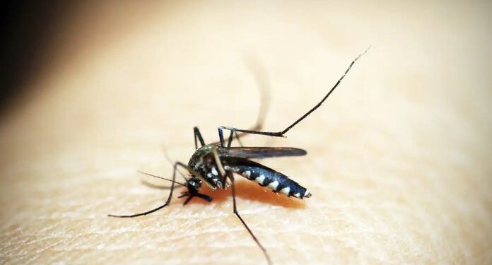Teresina registra primeira morte por dengue em 2025; Piauí já soma dois óbitos