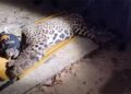 Onça que matou caseiro é capturada pela Polícia Ambiental no Pantanal