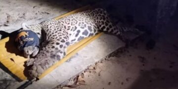 Onça que matou caseiro é capturada pela Polícia Ambiental no Pantanal