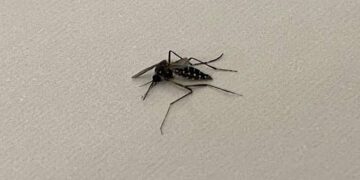 Duas crianças vizinhas morrem com suspeita de dengue em Teresina