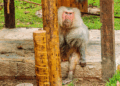 Babuíno “Babu”, morre com mais de 30 anos no Bioparque Zoobotânico de Teresina