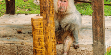 Babuíno “Babu”, morre com mais de 30 anos no Bioparque Zoobotânico de Teresina