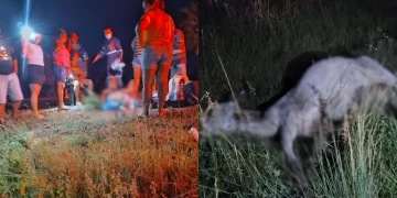 Casal fica ferido após colidir com animal na PI-113 em José de Freitas