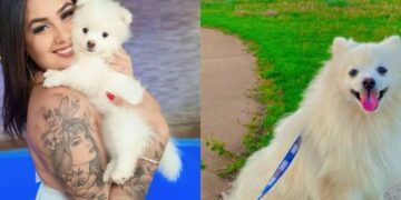 Homem mata cachorro a facadas para se vingar da ex-companheira em São Paulo