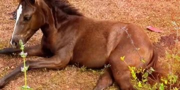 Reunião reforça Operação contra criação irregular de animais em José de Freitas