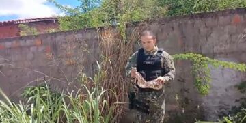 Cobra é encontrada em residência e resgatada pela Polícia Ambiental em Teresina
