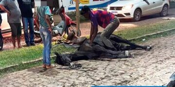 Égua morre de forma repentina enquanto levava vaqueiro em rua de Esperantina