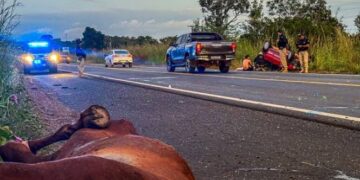 Casal fica ferido após colidir com cavalos soltos na BR-343, entre Altos e Campo Maior