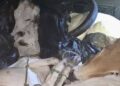Criadores fazem manifestação contra onda de furtos de animais em José de Freitas