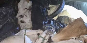 Criadores fazem manifestação contra onda de furtos de animais em José de Freitas