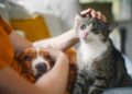 Governo sanciona lei que proíbe tatuagens e piercings em cães e gatos
