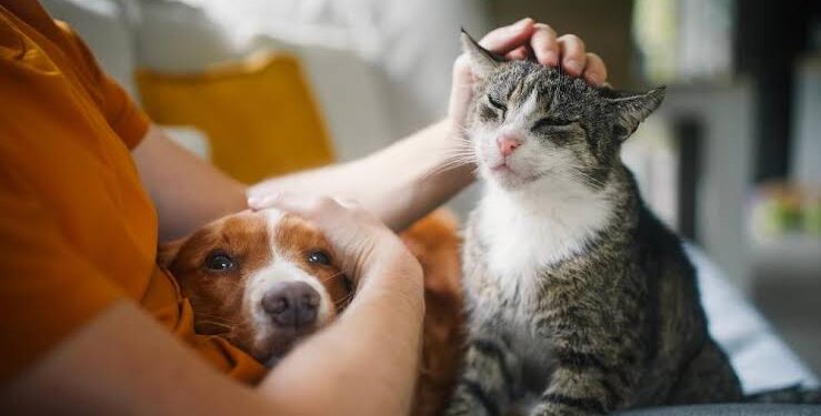 Governo sanciona lei que proíbe tatuagens e piercings em cães e gatos