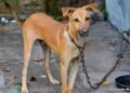 Projeto na Alepi propõe proibição de acorrentamento permanente de cães e gatos no Piauí