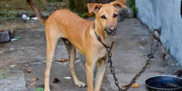 Projeto na Alepi propõe proibição de acorrentamento permanente de cães e gatos no Piauí