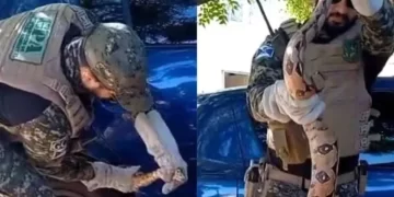 Jiboia é resgatada de carro no estacionamento de hospital em Teresina