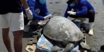 Tartaruga-verde de mais de 100 kg é resgatada em praia do litoral do Piauí