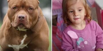 Criança de 2 anos morre após ataque de pit-bull em Hortolândia (SP)