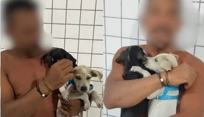Filhotes são colocados para adoção após dono tentar afogá-los no mar em Parnaíba