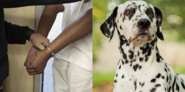 Homem é preso após estuprar cadela da raça dálmata na zona Sudeste de Teresina