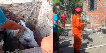 Cavalo cai em fossa e é resgatado por bombeiros na zona Rural de Teresina