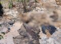 Ossada humana é encontrada em cova no bairro Morro do Carcará, em Parnaíba