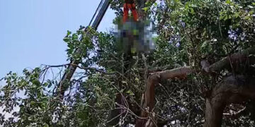 Homem morre atingido por tronco durante poda de cajueiro em Parnaíba