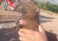 Filhote de capivara é atingido pelo fogo na Barragem do Bezerro e é resgatado com vida