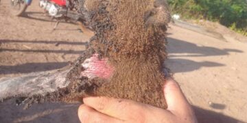 Filhote de capivara é atingido pelo fogo na Barragem do Bezerro e é resgatado com vida