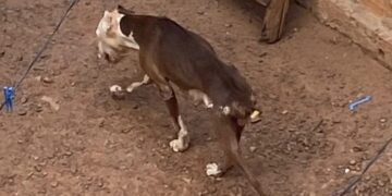 Dois cães pitbull são resgatados após denúncia de maus-tratos em Picos