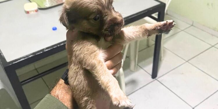 Filhote resgatado de rodovia é adotado como mascote por batalhão da PM em Teresina